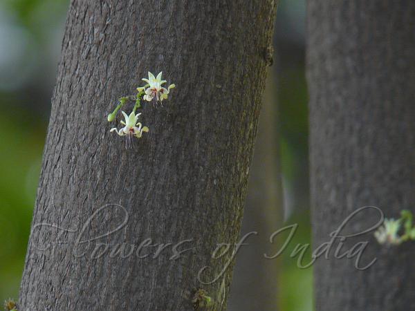 Cocoa Tree
